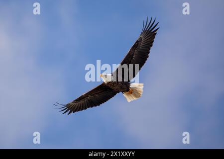 Eagle Soaring in a cloudy sky high overhead Stock Photo