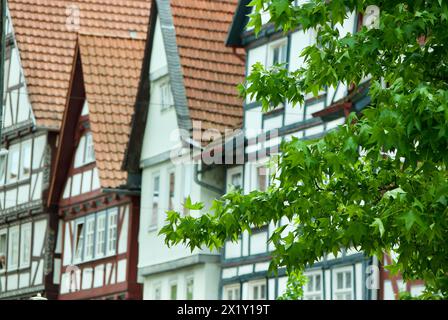 Plane tree with green leaves in front of half-timbered buildings in Germany in summer. Stock Photo