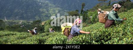 Tea pickers on the hillside. Only the two youngest shoot tips and the bud go into the basket, about 15,000 for 1 kg of tea, Darjeeling, West Bengal Stock Photo