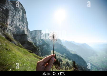 Description: Close up of a of wild man (Wildes Männle) flower with Churfürsten mountain range in the background. Schnürliweg, Lake Walen, St. Gallen, Stock Photo