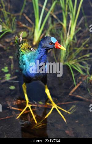 A close-up of a purple gallinule (Porphyrio Martinica) wading through water in the Everglades Stock Photo