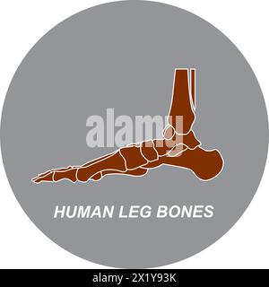 Human leg bones icon vector illustration design Stock Vector