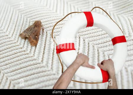 brown insect, Clothes moth, sitting on a white woolen sweater, selective focus, lifebuoy, pest concept, destruction and damage to clothes in the house Stock Photo