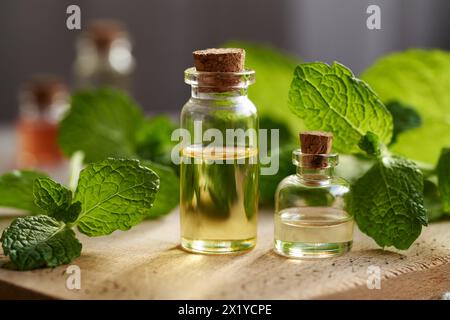 Two glass bottles of aromatherapy essential oil with peppermint leaves on a table Stock Photo
