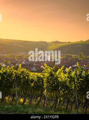 Sunset over the vineyards of the Weininsel and the wine towns of Nordheim am Main and Escherndorf on the Volkacher Mainschleife, Kitzingen district, L Stock Photo
