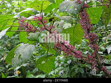 Scratchbush, Urera baccifera, Urticaceae. Arenal Volcano National park, Costa Rica. Unusual tree with white berries growing straight out of branches. Stock Photo