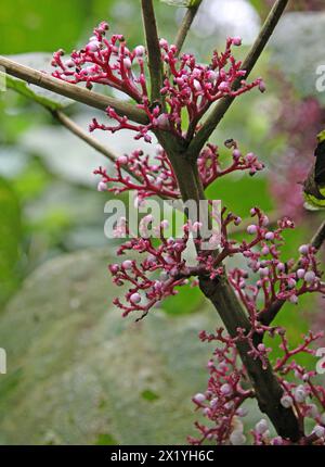 Scratchbush, Urera baccifera, Urticaceae. Arenal Volcano National park, Costa Rica. Unusual tree with white berries growing straight out of branches. Stock Photo