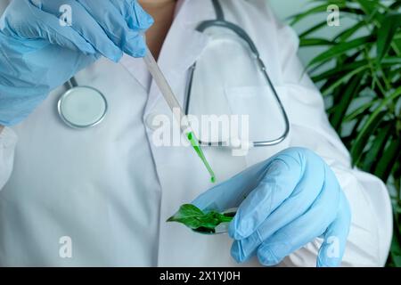 woman scientist prepares a sample of a leaf for analysis in a university laboratory, studies plant dna, concept science, chemistry, biological laborat Stock Photo