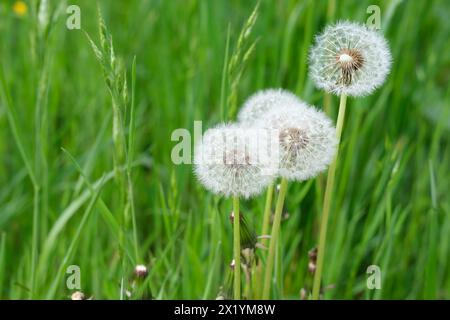 white fluffy dandelions among the grass on a green summer field, mature plants with seeds, concept seasonal, natural background for designer Stock Photo