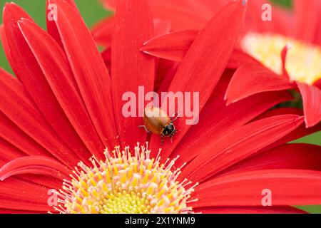 Close-up of ladybug without spots crawling on colorful red Gerber Daisy in spring. Stock Photo