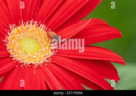 Close-up of ladybug crawling on colorful red daisy in spring. Stock Photo