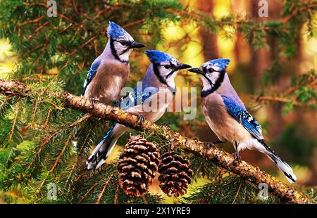 Three bluejays socialize on a branch of a tree with pine needles and pine cones. Stock Photo