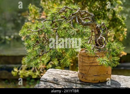 Close-up of a European larch bonsai (Larix decidua) in the garden of the Zuschendorf country castle, Saxony, Germany Stock Photo