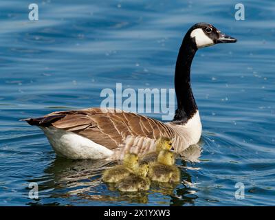 Canada goose, Branta canadensis, with chicks Stock Photo