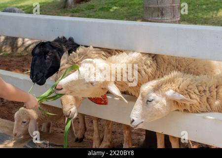 Feeding sheep behind a wooden fence Stock Photo