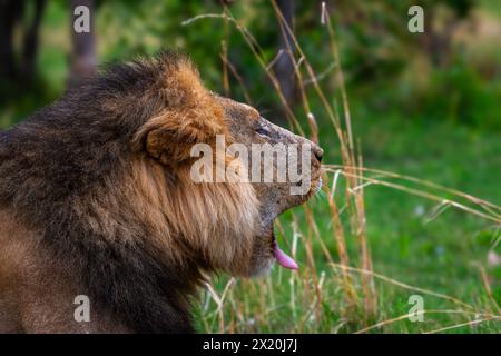 Young male lion in the Okavango Delta, Botswana Stock Photo