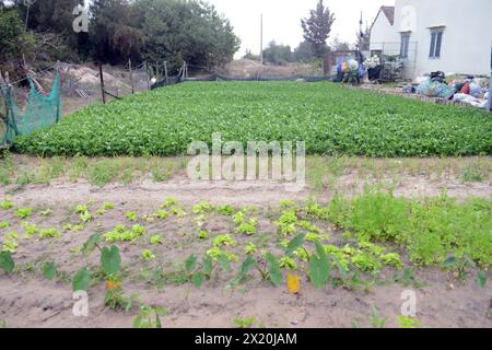 Small farms along the roads in Bàn Thạch, Hoi An, Vietnam. Stock Photo