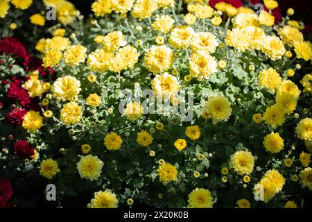 Bushes Yellow chrysanthemums close-up. Unpretentious garden flowers. Stock Photo