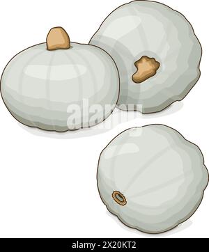 Group of Crown Prince Squash. Winter squash. Cucurbita maxima. Fruits and vegetables. Clipart. Isolated vector illustration. Stock Vector