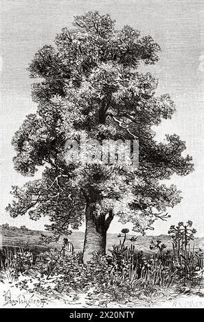 Cola or kola tree (Cola acuminata Guinea. West Africa. Drawing by Ivan Pranishnikoff (1841 - 1909) Journey to the Baga and Rio Nunez countries 1884-1885 by Lieutenant Andre Coffinieres de Nordeck (1866 - 1908) Le Tour du Monde 1886 Stock Photo