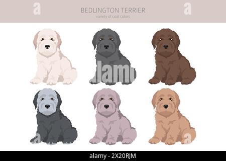 Bedlington terrier puppy clipart. Different coat colors and poses set.  Vector illustration Stock Vector