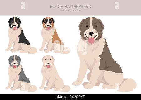 Bucovina shepherd clipart. Different coat colors and poses set.  Vector illustration Stock Vector