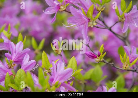 Purple Azalea flowers. Rhododendron Diamant Himmelblau. Buds on a bush. Spring pink flower background Stock Photo