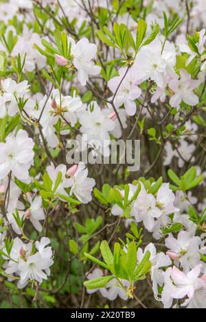 White Azalea flower. Rhododendron Diamant Himmelblau. Buds on a bush. Spring pink flowers background Stock Photo