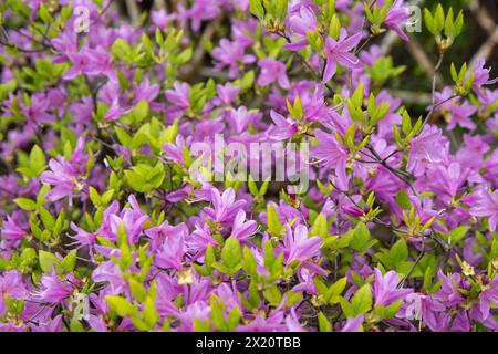 Purple Azalea flowers. Rhododendron Diamant Himmelblau. Buds on a bush. Spring pink flower Stock Photo