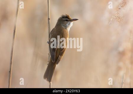 male great reed warbler on a reed twig (Acrocephalus arundinaceus) Stock Photo
