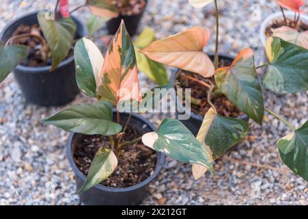 Homalomena cf. aromatica (Spreng.) in the pot Stock Photo