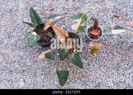 Homalomena cf. aromatica (Spreng.) in the pot Stock Photo