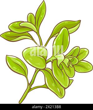 Marjoram Branch Colored Detailed Illustration. Stock Vector