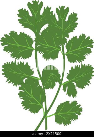 Coriander vector illustration Stock Vector