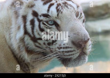 Chinese white tiger Stock Photo