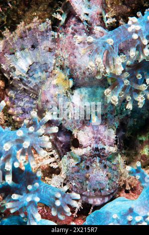 Tasseled scorpionfish in soft corals Stock Photo