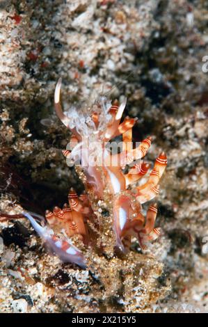 Samla Slug Sea slug or nudibranch, Samla bilas, Anilao, Batangas, Philippines ...