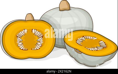 Whole and chopped Crown Prince Squash. Winter squash. Cucurbita maxima. Vegetables. Clipart. Isolated vector illustration. Stock Vector