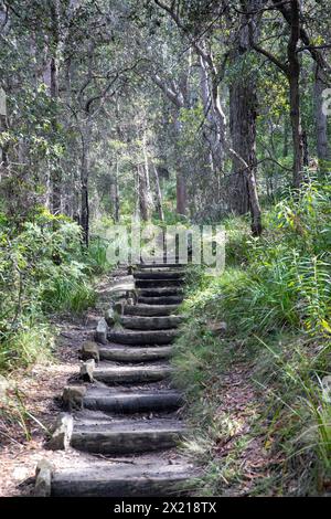 Red Hands Trail bush walk in Ku-Ring-gai chase national park, timber edged treads on the steps along the trail, Sydney,NSW,Australia Stock Photo