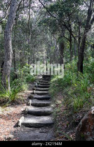 Red Hands Trail bush walk in Ku-Ring-gai chase national park, timber edged treads on the steps along the trail, Sydney,NSW,Australia Stock Photo