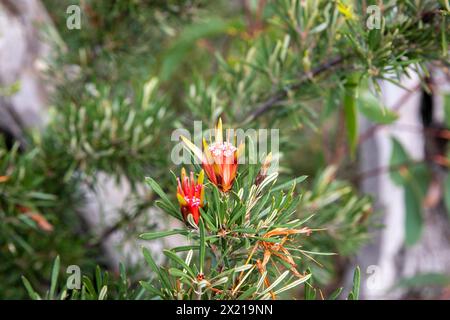 Plant flower, the Lambertia Formosa, commonly known as Mountain Devil plant, is endemic to New South Wales, red pink buds and petals Stock Photo