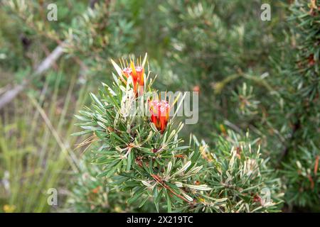 Plant flower, the Lambertia Formosa, commonly known as Mountain Devil plant, is endemic to New South Wales, red pink buds and petals Stock Photo