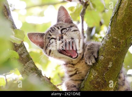Mackeral Tabby kitten stuck in an apple tree photographed near Kirkland in the Northern Pennines, Cumbria. Stock Photo