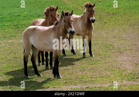 Dolni Dobrejov, Czech Republic. 16th Apr, 2024. Przewalski's horses stand in an acclimatization station. Prague Zoo is launching a new project to release rare Przewalski's horses into the wild in Kazakhstan. At the acclimatization station in Dolni Dobrejov, the animals are getting used to life in challenging weather conditions. On June 3, two Czech Air Force transport planes will bring eight horses to the Central Asian steppe - four from the Czech Republic and four from Germany. Credit: Michael Heitmann/dpa/Alamy Live News Stock Photo