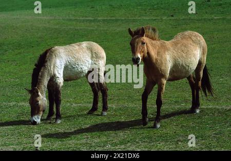 Dolni Dobrejov, Czech Republic. 16th Apr, 2024. Przewalski's horses stand in an acclimatization station. Prague Zoo is launching a new project to release rare Przewalski's horses into the wild in Kazakhstan. At the acclimatization station in Dolni Dobrejov, the animals are getting used to life in challenging weather conditions. On June 3, two Czech Air Force transport planes will bring eight horses to the Central Asian steppe - four from the Czech Republic and four from Germany. Credit: Michael Heitmann/dpa/Alamy Live News Stock Photo