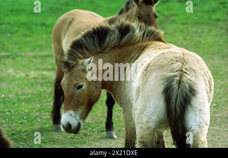 Dolni Dobrejov, Czech Republic. 16th Apr, 2024. Przewalski's horses stand in an acclimatization station. Prague Zoo is launching a new project to release rare Przewalski's horses into the wild in Kazakhstan. At the acclimatization station in Dolni Dobrejov, the animals are getting used to life in challenging weather conditions. On June 3, two Czech Air Force transport planes will bring eight horses to the Central Asian steppe - four from the Czech Republic and four from Germany. Credit: Michael Heitmann/dpa/Alamy Live News Stock Photo