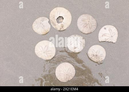 Scattered sand dollars on the sand Stock Photo