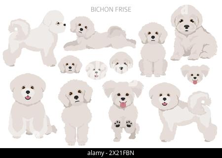 Bichon frise clipart. Different coat colors and poses set.  Vector illustration Stock Vector