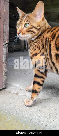 Bengal cat poised and alert on an urban concrete backdrop Stock Photo