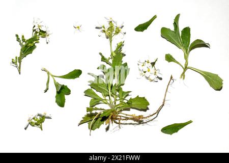 Herbarium. Wildflowers Rezuha alpine, its stem, leaves and flowers. Stock Photo